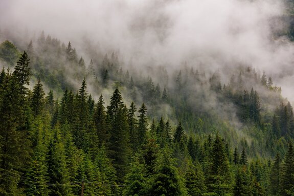 Arbres verts dans la brume sur les collines paysage