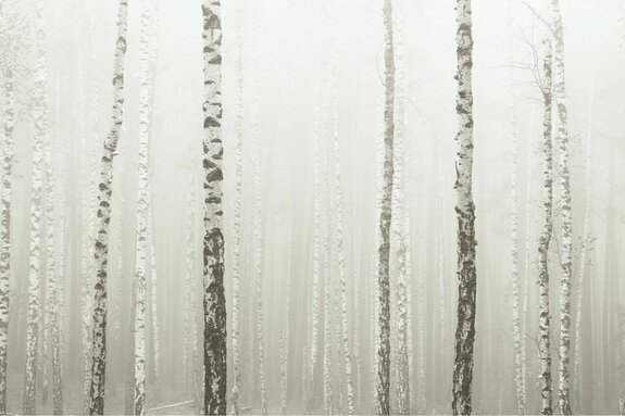 Forêt de bouleaux dans le brouillard