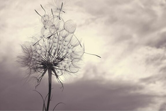Pissenlit délicat sur fond de ciel gris