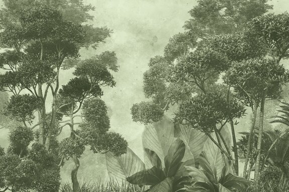 Forêt tropicale brumeuse en vert, paysage naturel exotique