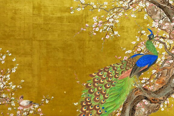 Paon charmant parmi les fleurs de cerisier