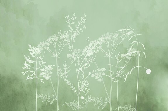 Herbes délicates sur fond gris