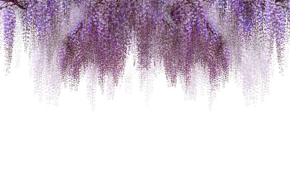 Fleurs roses suspendues du cerisier en fleurs