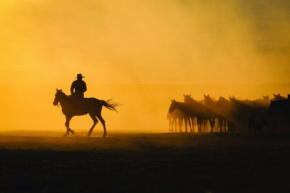 Homme avec des chevaux dans le désert