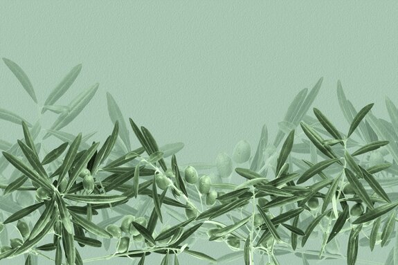 Branches d'olivier subtiles dans la verdure
