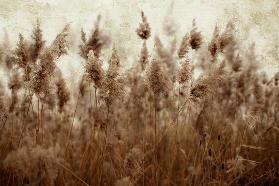 Prairie avec des herbes de roseau séchées