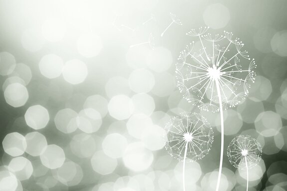 Pissenlits délicats dans la lumière