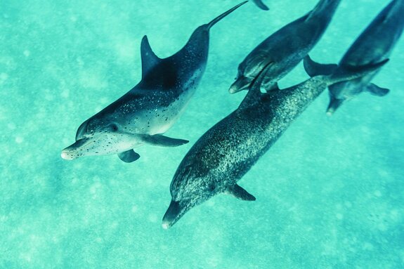 Beaux dauphins nageant dans la mer