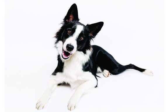 Chien border collie sur fond blanc