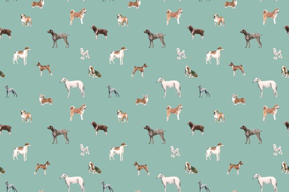 Chiens variés sur fond bleu