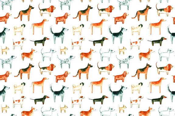 Chiens de race sur fond blanc