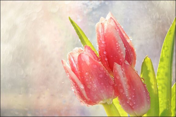 Tulipes de printemps