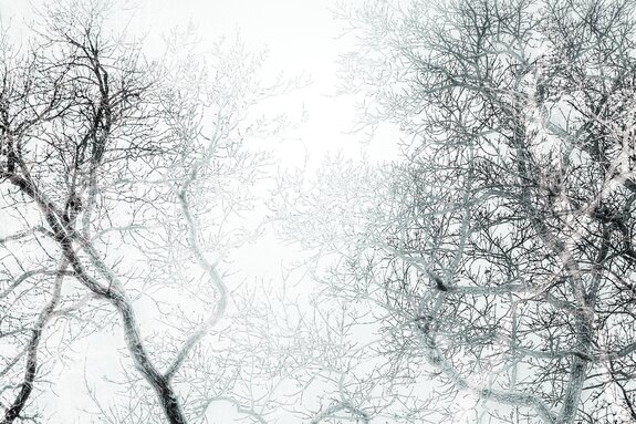 Forêt en noir et blanc avec vue sur les branches des arbres