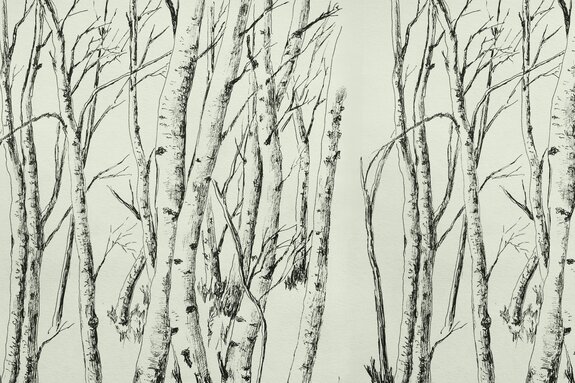 Dessin des arbres d'une forêt de bouleaux