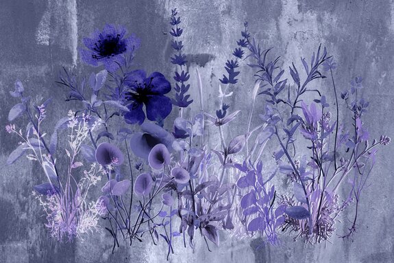 Fleurs sauvages de la prairie sur un mur en béton