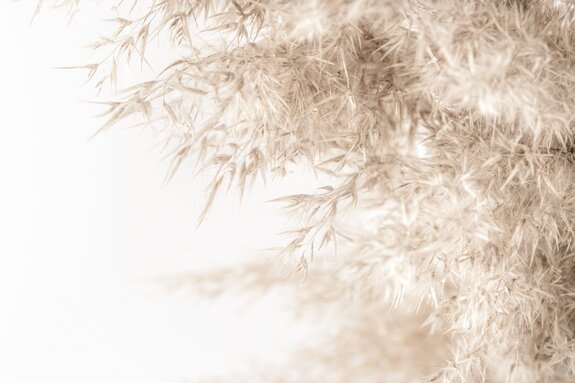 Épis de blé sur fond blanc