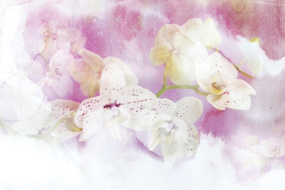 Fleurs d'orchidée peintes