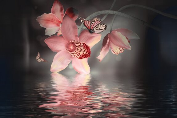 Orchidée avec un papillon sur fond d'eau