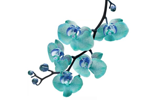 Branche avec une orchidée bleue
