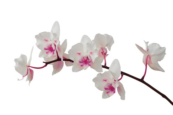 Beau orchidée sur fond blanc