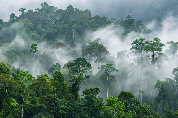 Brume matinale dans la forêt tropicale en afrique