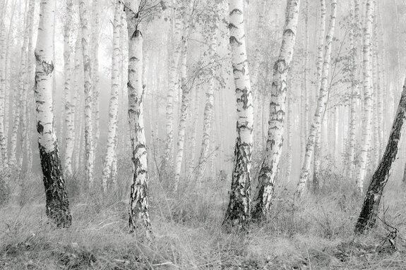 Forêt de bouleaux en noir et blanc
