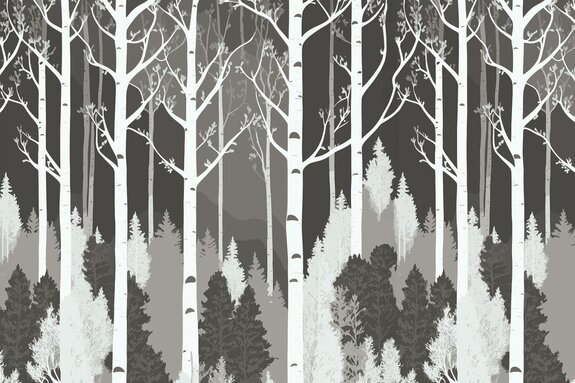 Forêt en noir et blanc avec des bouleaux