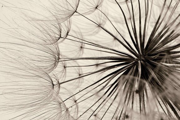 Fleur rétro pissenlit en gros plan