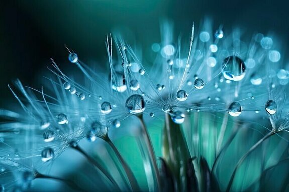 Dandelion seeds in droplets of water on blue and turquoise beautiful background with soft focus in nature macro.