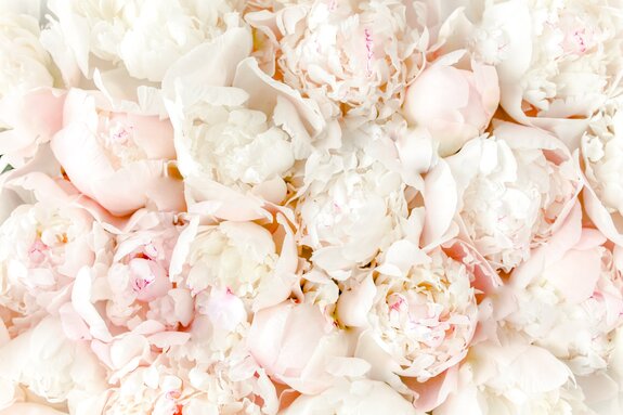 Fleurs de pivoines en fleurs en gros plan