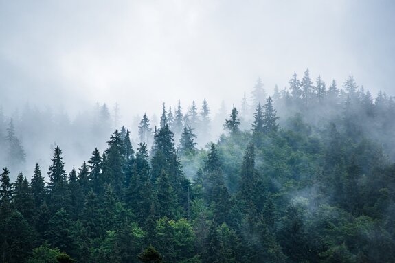 Forêt de conifères vert foncé dans la brume