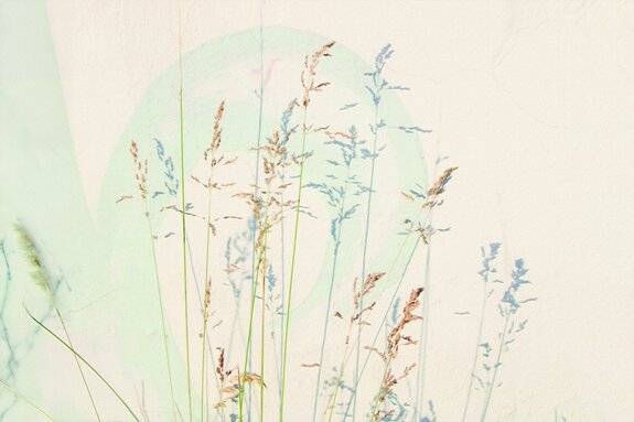 Herbes sauvages délicates sur un fond clair