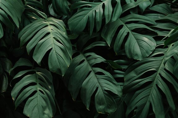 Grandes feuilles de monstera sur fond sombre