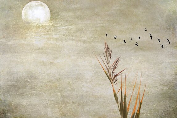 Pleine lune, oiseaux et herbe sur un fond en béton