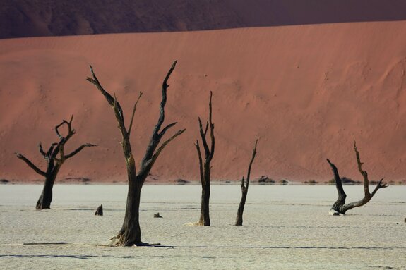 Arbres secs dans un désert sablonneux