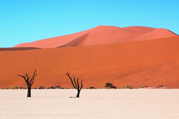 Arbres du désert sur fond de collines