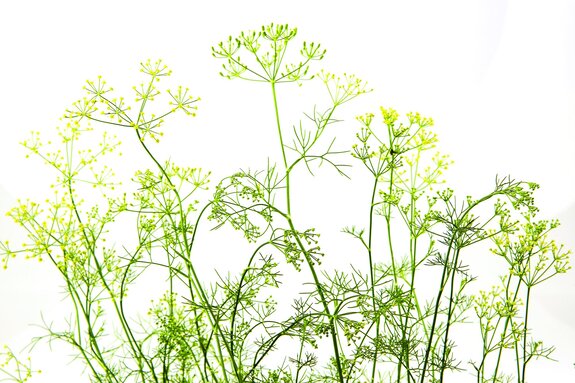 Prairie sauvage avec des plantes vertes