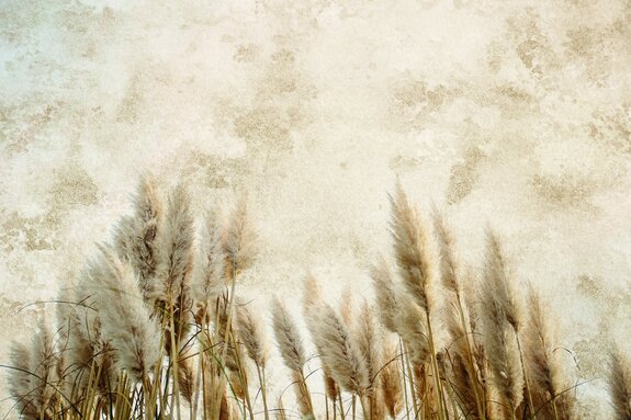 Herbes d'automne sur un mur beige