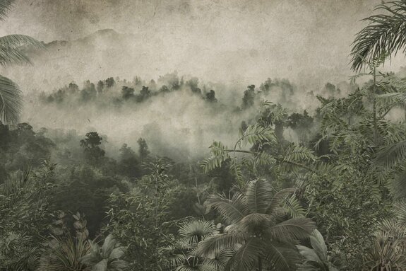 Giungla tropicale nella nebbia