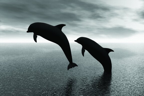 Photo en noir et blanc de dauphins sur fond d'eau