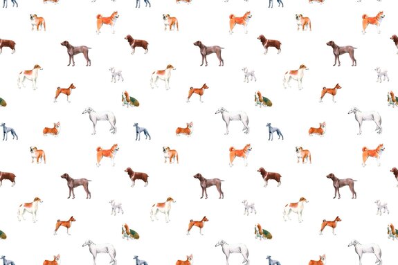 Chiens de race variés sur fond blanc