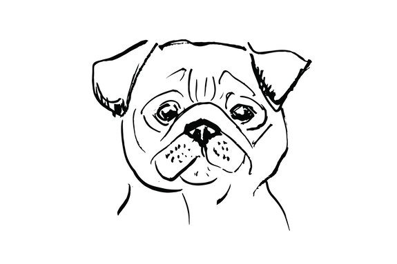 Portrait dessiné d’un chien carlin