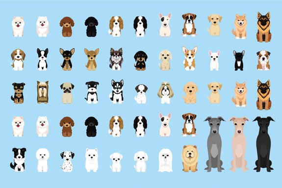 Chiens de race sur fond bleu