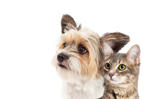Portrait de chiot et chaton sur fond blanc