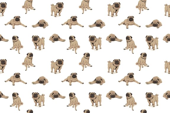 Chiens carlins amusants sur fond blanc illustration