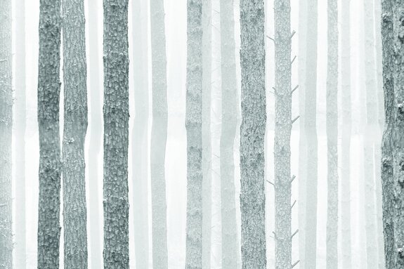 Forêt de bouleaux en tons gris