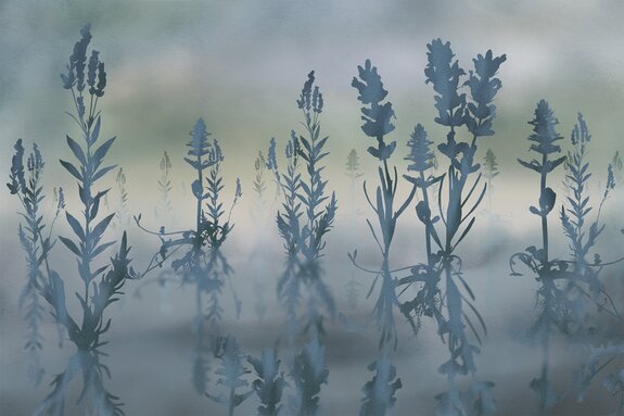 Fleurs de lavande dans un paysage brumeux illustration