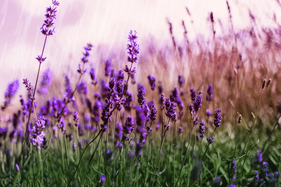 Prairie verte avec des fleurs de lavande