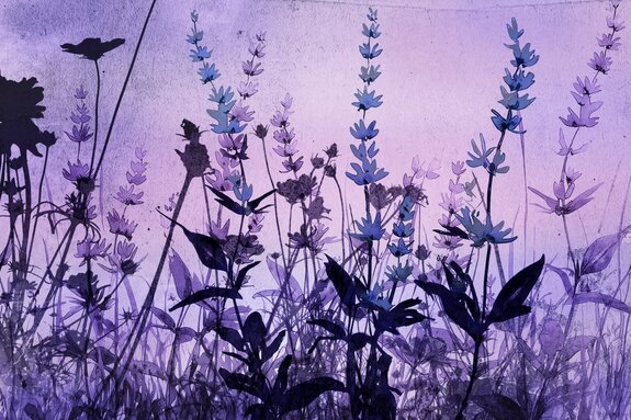 Prairie avec des fleurs de lavande roses