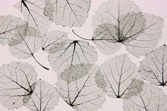 Abstraction des feuilles réfléchies sur le mur